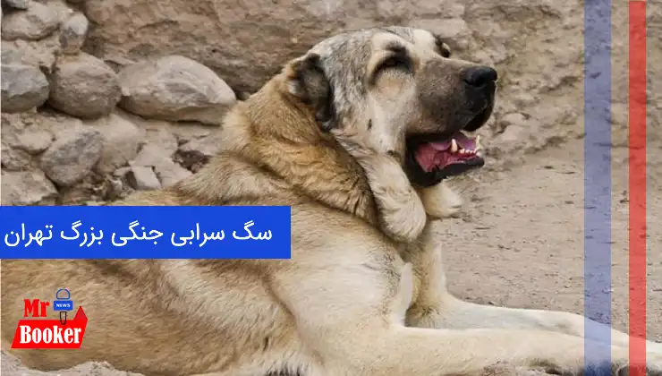 سگ سرابی جنگی بزرگ تهران