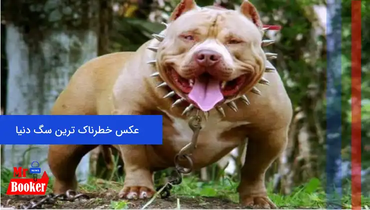 عکس خطرناک ترین سگ دنیا