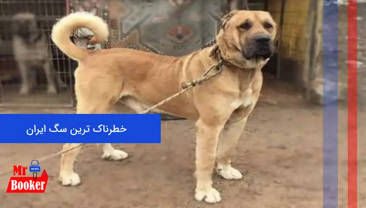 خطرناک ترین سگ ایران